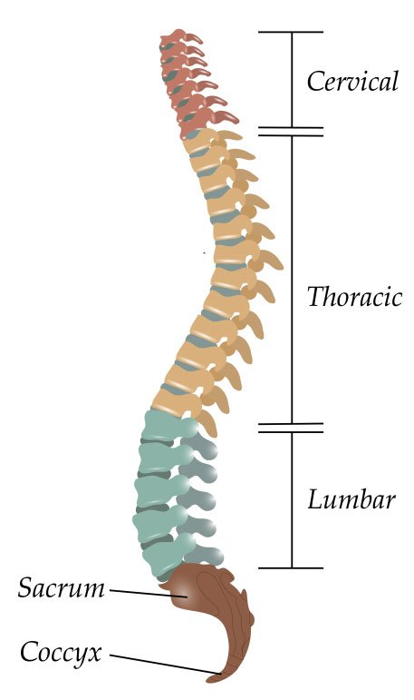 Where Should You Position the Lumbar Support on an Office Chair? (from ...